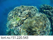 Healthy corals grow on a shallow reef in the Solomon Islands. Ethan Daniels/Stocktrek Images/TASS. Стоковое фото, агентство ТАСС / Фотобанк Лори