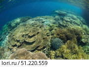 A beautiful coral reef thrives in Raja Ampat, Indonesia. Ethan Daniels/Stocktrek Images/TASS. Стоковое фото, агентство ТАСС / Фотобанк Лори