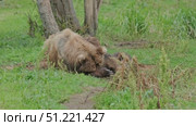 Brown bears mother and cubs resting. Стоковое видео, видеограф Михаил Коханчиков / Фотобанк Лори