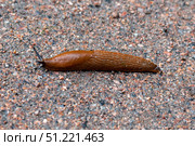 Spanish slug, Arion vulgaris, on the edge of a dirt path. Стоковое фото, фотограф Саблин Станислав / Фотобанк Лори