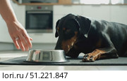 Metal food bowl resting near sleeping doberman pinscher on black mat, representing feeding moment in home kitchen setting with attentive owner care. Стоковое AI-видео, аниматор Юрий Поздников / Фотобанк Лори
