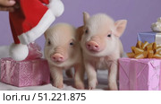 Pink nosed piglets nestling near wrapped presents, festive santa hat perched playfully, capturing seasonal joy and adorable farmyard charm. Стоковое AI-видео, аниматор Юрий Поздников / Фотобанк Лори