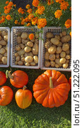 Vertical overview video of freshly harvested organic pumpkins and potatoes on green lawn next to flower bed with bright marigold flowers in kitchen garden on autumn day. Top view, close-up. Стоковое видео, видеограф Виктория Катьянова / Фотобанк Лори