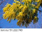 Цветы Мимозы, ветка Мимозы в цвету. Acacia dealbata tree in blossom. This plant with yellow flowers is also known as mimosa. Стоковое фото, фотограф Сергей Пристяжнюк (Serg Zastavkin) / Фотобанк Лори