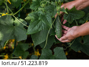 A female farmer is picking cucumbers in a summer cottage. Close-up of the woman's hands and cucumbers. Стоковое фото, фотограф Photojuli / Фотобанк Лори