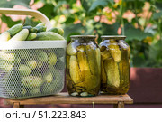 Fresh cucumbers in a basket and crispy pickled cucumbers in a transparent glass jar. Pickled cucumbers with dill and garlic. Delicious canned vegetables. Cucumbers for the winter. Стоковое фото, фотограф Photojuli / Фотобанк Лори