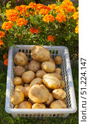 Freshly harvested organic potatoes are drying in plastic container on green lawn near flower bed with yellow marigolds in vegetable garden on sunny autumn day. Potato harvest time. Farmers seasonal market. Стоковое фото, фотограф Виктория Катьянова / Фотобанк Лори