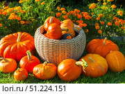 Harvest of fresh organic orange pumpkins on green lawn near flower bed of bright marigold flowers in kitchen garden on sunny autumn day. Happy Thanksgiving holiday concept. Garden seasonal works. Стоковое фото, фотограф Виктория Катьянова / Фотобанк Лори