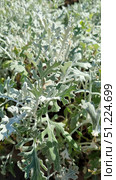 A close-up of the leaves of the seaside cineraria (Senecio cineraria) plant is shown. It has a characteristic silvery-gray color and velvety surface texture. The leaves are delicate, cut, and have soft pubescence, which gives them a decorative appearance. Light shades create the effect of a soft glow in the sun. This plant is often used in landscape design to decorate flower beds, borders, and compositions, as it stands out in contrast against the background of greenery and bright flowers. The photo demonstrates the natural beauty and unique texture of this ornamental plant. Стоковое фото, фотограф Анна Кривицкая / Фотобанк Лори