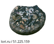 Fossil concretion with shells of ammonites with preserved nacre. Стоковое фото, фотограф Евгений Харитонов / Фотобанк Лори