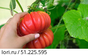 Farmer displaying a Fresh and Flavorful Heirloom Tomatoes in Hand. Ribbed Red tomatoes in unique shapes. Vibrant farm-to-table meal. Assortment of different types of tomato. Organic vegetable seeds. Стоковое фото, фотограф Марина Демидюк / Фотобанк Лори