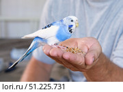 Owner man feeding a budgie. Close-up. White blue budgerigar perching on the hand. Pet bird is eating cucumber from human palm. Cozy Indoor Setting. Person is gently handfeeding a parrot in bright room. Стоковое фото, фотограф Марина Демидюк / Фотобанк Лори