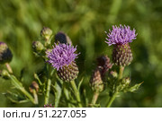 Macrophotography of fluffy creeping thistle seeds on a green background. Creeping thistle (lat. Cirsium arvense) is a species of perennial herbaceous plants of the Asteraceae family. Стоковое фото, фотограф Андрей Жигальцов / Фотобанк Лори