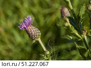 Macrophotography of fluffy creeping thistle seeds on a green background. Creeping thistle (lat. Cirsium arvense) is a species of perennial herbaceous plants of the Asteraceae family. Стоковое фото, фотограф Андрей Жигальцов / Фотобанк Лори