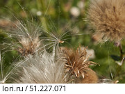Macrophotography of fluffy creeping thistle seeds on a green background. Creeping thistle (lat. Cirsium arvense) is a species of perennial herbaceous plants of the Asteraceae family. Стоковое фото, фотограф Андрей Жигальцов / Фотобанк Лори