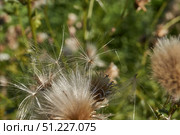 Macrophotography of fluffy creeping thistle seeds on a green background. Creeping thistle (lat. Cirsium arvense) is a species of perennial herbaceous plants of the Asteraceae family. Стоковое фото, фотограф Андрей Жигальцов / Фотобанк Лори