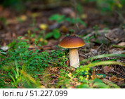 Белый гриб или боровик (лат. Boletus edulis) в лесу. Стоковое фото, фотограф Олег Пученков / Фотобанк Лори