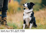 Border Collie Sits Attentively Beside Handler in Sunny Autumn Field With Lush Grass. Стоковое AI-изображение, AI-художник Юлия Гапеенко / Фотобанк Лори