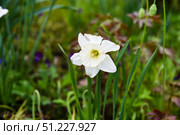 Close up of a white daffodil flower in full bloom with delicate petals and a soft green center, growing in a spring garden among fresh green leaves. Стоковое фото, фотограф Татьяна Терехина / Фотобанк Лори