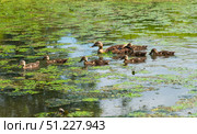 Mother duck swims with her ducklings across a pond covered with green aquatic plants under bright summer sunlight. Стоковое фото, фотограф Татьяна Терехина / Фотобанк Лори