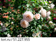 Cluster of William Morris English roses in close view, apricot pink rosettes with glossy leaves, exuding romantic charm and timeless elegance. Стоковое фото, фотограф Татьяна Терехина / Фотобанк Лори