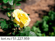 Yellow Graham Thomas English rose placed on the left with copy space on the right, perfect floral background for wallpaper and design projects. Стоковое фото, фотограф Татьяна Терехина / Фотобанк Лори