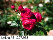 Horizontal close view of Eric Tabarly climbing rose branch laden with vivid fuchsia blooms, sunlit petals and rich glossy foliage. Стоковое фото, фотограф Татьяна Терехина / Фотобанк Лори