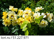 Cluster of Graham Thomas English roses in full bloom, vibrant yellow blossoms growing together in lush summer garden, horizontal frame. Стоковое фото, фотограф Татьяна Терехина / Фотобанк Лори
