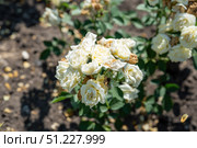 Rosa Golden Border floribunda rose blooming with white petals touched with golden yellow shades, elegant ornamental garden flower with lush foliage. Стоковое фото, фотограф Татьяна Терехина / Фотобанк Лори
