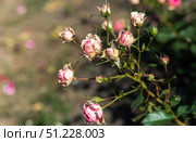 Cluster of Allure Winter Jewel Floribunda roses in soft pink tones blooming gracefully with lush foliage in a summer garden. Стоковое фото, фотограф Татьяна Терехина / Фотобанк Лори