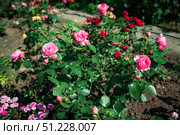 Bush of Leonardo da Vinci pink floribunda roses in full bloom, growing in a summer garden with lush green foliage and vibrant floral colors. Стоковое фото, фотограф Татьяна Терехина / Фотобанк Лори
