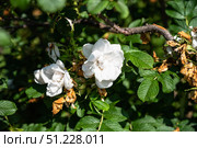 Blooming white Blanc Double de Coubert rugosa roses in a summer garden, showing delicate petals, green leaves, and natural floral beauty. Стоковое фото, фотограф Татьяна Терехина / Фотобанк Лори