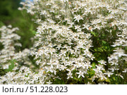 Clematis hexapetala shrub blossoms with clusters of white six-petaled flowers set against arching green foliage in a serene garden setting. Стоковое фото, фотограф Татьяна Терехина / Фотобанк Лори