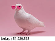 Dove wearing heart shaped pink sunglasses on a studio pink color background. Copy space for text. Cute funny white pigeon dressed fashion clothes. Humor, Love, Romance concept. Valentines Day Holiday. Стоковое AI-изображение, AI-художник Марина Демидюк / Фотобанк Лори