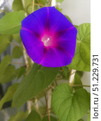 Climbing ornamental plant, a species of the genus Morning glory of the Convolvulaceae family. Стоковое фото, фотограф Marina Blazarenko / Фотобанк Лори