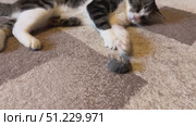 A black-and-white feline is pawing at a gray mouse on the carpet, enjoying a playful moment indoors. Стоковое видео, видеограф Ирина Старикова / Фотобанк Лори