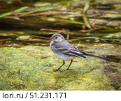 Juvenile white wagtail in swampy river. Стоковое фото, фотограф Саблин Станислав / Фотобанк Лори