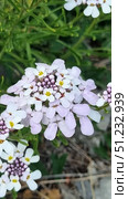 A plant from the cruciferous family — Iberis sempervirens or a closely related species of Iberis. It has a characteristic umbel-shaped inflorescence consisting of many small white-lilac flowers. Externally, the flower is recognizable by its unusual asymmetry: the outer petals are larger than the inner ones, making the inflorescence look like a miniature umbrella.A close-up of a blooming Iberis with delicate white-lilac inflorescences. The flowers are collected in dense corymbose brushes, where the outer petals are noticeably longer than the inner ones, creating a decorative and unusual pattern. In the foreground, open flowers with yellow anthers are visible, and in the center are still unblown buds of a lilac hue. The background is blurred, with green foliage, which emphasizes the brightness of the flowers. The photo conveys the natural beauty of a wild plant, suitable for illustrations about flora, botany and nature. Стоковое фото, фотограф Анна Кривицкая / Фотобанк Лори