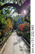 A picturesque alley in the park, bathed in soft sunlight. The paved path goes into the distance, fenced with decorative forging and green bushes. To the left and right grow bright trees - juicy green crowns, golden autumn leaves and bushes painted in a rich red color. The branches of an old tree spread over the path, creating a natural arch. In the distance, mountains and tall conifers are visible, giving the scene a sense of harmony and comfort. The atmosphere of peace and beauty of nature is ideal for illustrating the themes of relaxation, travel and inspiration. Стоковое фото, фотограф Анна Кривицкая / Фотобанк Лори