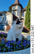 A tricolor cat with white, black and red fur in an urban environment. The animal sits and walks among blooming violets (violas) in a stone flowerbed against the backdrop of an old building with architectural elements. The combination of a fluffy cat, bright colors and a historical background creates an atmosphere of coziness and harmony between people, animals and the city. Such images are suitable for illustrations about urban nature, animals in the city, caring for pets and architecture. Стоковое фото, фотограф Анна Кривицкая / Фотобанк Лори