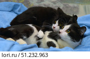 Two black and white cats, lying comfortably together on a blue blanket. The animals are tightly pressed against each other, creating an atmosphere of tenderness and care. Their yellow eyes look in one direction, which gives the composition harmony and synchronicity. Clear contrasting spots on the fur emphasize the beauty of the color and make the cats expressive. The picture is filled with warmth, tranquility and home comfort, ideal for themes related to animal friendship, harmony and comfort in the home. Стоковое фото, фотограф Анна Кривицкая / Фотобанк Лори