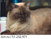 A close-up of a beautiful cat with a characteristic expression of discontent. The animal has thick beige fur with a dark brown muzzle, ears and paws. Blue eyes look sullen and create a funny impression of an angry or thoughtful mood. The cat lies down and looks relaxed, despite the stern look. The background is neutral, with household items that do not distract attention from the main character of the photo. This frame is great for illustrating humorous materials, memes about mood, as well as topics related to pets and their unique characters. Стоковое фото, фотограф Анна Кривицкая / Фотобанк Лори