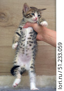 A tabby kitten with a white chest and pink nose is lifted by the armpits by a human hand. Its body is stretched out, its paws hang freely, and its spotted belly is clearly visible in the foreground. The kitten looks a little puzzled, but calm. The background is a wooden wall and a soft blanket, creating a warm homely atmosphere. This photo is suitable for topics related to veterinary examination, animal care, shelters and pets. Стоковое фото, фотограф Анна Кривицкая / Фотобанк Лори