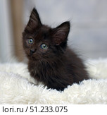 Fluffy black kitten with green eyes sitting on a soft white rug. His gaze is directed upwards, creating a touching and slightly curious expression. The kitten looks well-groomed, cute and cozy. The light neutral background emphasizes his fur and gives the photo a feeling of home warmth. The photo is ideal for the topics: pets, love for animals, kittens, comfort, care, shelters and animal adaptation. Стоковое фото, фотограф Анна Кривицкая / Фотобанк Лори