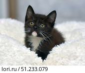 A charming black and white kitten nestles comfortably on a soft white blanket. His expressive yellow eyes are full of curiosity and trust. His thin white whiskers contrast beautifully with his dark face. The warm, calm atmosphere of the frame emphasizes the homeliness and tenderness of the moment. The photo perfectly conveys a feeling of comfort, safety and love, ideal for the theme of caring for animals and pets. Стоковое фото, фотограф Анна Кривицкая / Фотобанк Лори
