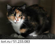 A close-up of a calico cat (tortoiseshell). Its expressive green eyes and pink nose are the center of the composition. The animal looks directly at the camera, creating a sense of contact and presence. The details of the fur with black, red and white areas are clearly visible. The dark, neutral background emphasizes the cat and does not distract attention. The photo is great for the following themes: pets, cats, animal portraits, pet care, street and rescue animals. Стоковое фото, фотограф Анна Кривицкая / Фотобанк Лори