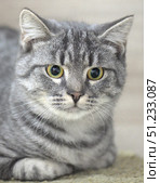 A close-up of a beautiful grey cat with a distinct brindle pattern and expressive yellow-green eyes. The animal is lying on a soft surface, turning its head towards the camera. The neutral background and soft lighting highlight the structure of the fur and facial expressions. The photo conveys a sense of calm and attentiveness - perfect for themes related to pets, coziness and care. Стоковое фото, фотограф Анна Кривицкая / Фотобанк Лори