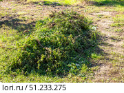 A pile of wilted tomatoes and weeds lies on dry grass after being pulled out of the garden. Garden cleanup. Стоковое фото, фотограф Коханова Наталья / Фотобанк Лори