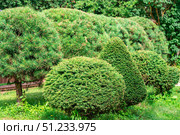 Meticulously Shaped Evergreen Topiary Garden. Стоковое фото, фотограф Дмитрий Брусков / Фотобанк Лори