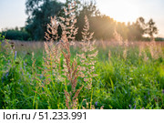 Sunlit Meadow Grasses in a Tranquil Landscape. Стоковое фото, фотограф Дмитрий Брусков / Фотобанк Лори